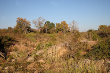 Afrikanischer Busch - Krügerpark / African Bush - Kruger Park /