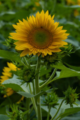 September 27, 2023: women in Long An province, Vietnam are harvesting water lilies in the fields