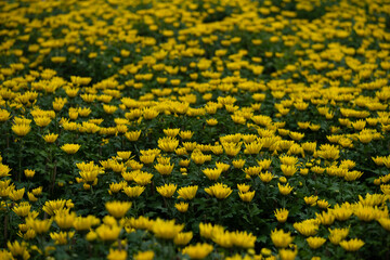 The yellow chrysanthemum is also a symbol of warmth, happiness and reunion