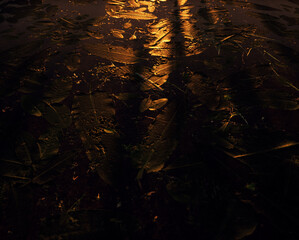 Water surface with big green leaves in low sunlight.
