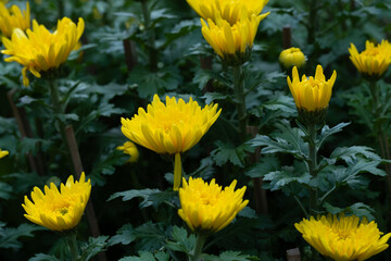 The yellow chrysanthemum is also a symbol of warmth, happiness and reunion