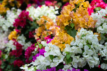 confetti, woody plant, shrub or tree with thorns