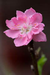 Peach blossom, a flower that only blooms in spring