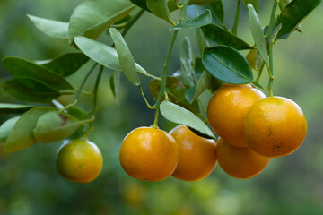 The octopus tree is an ornamental fruit tree, a small woody tree. 