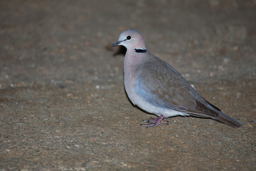 Kapturteltaube / Cape turtle dove / Streptopelia capicola
