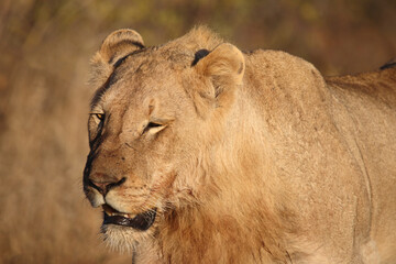 Afrikanischer Löwe / African lion / Panthera leo.