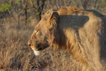 Afrikanischer Löwe / African lion / Panthera leo.