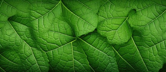 Abstract nature foliage leaf texture, Close up view of green leaf background nature background - obrazy, fototapety, plakaty