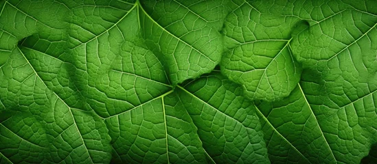 Foto op Aluminium Abstract nature foliage leaf texture, Close up view of green leaf background nature background © GoDress