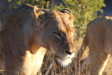 Afrikanischer Löwe / African lion / Panthera leo.