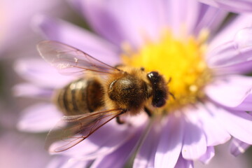 close-up of a bee on a flower