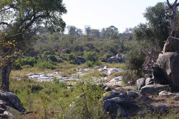 Afrikanischer Busch - Krügerpark / African Bush - Kruger Park /