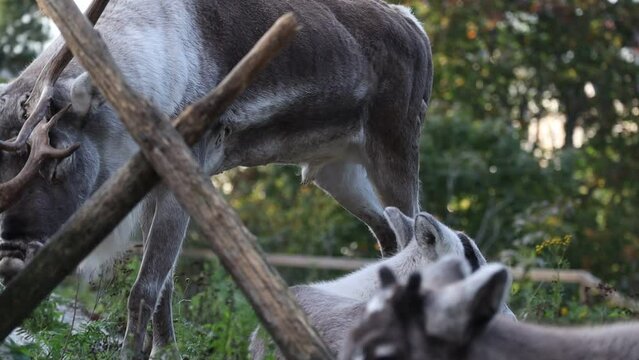 Reindeer (Rangifer Tarandus) in Skansen Zoo in Sweden. Caribou Nordic Animal in Outside Stockholm.