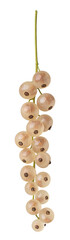 sprig of white currant