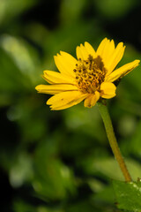 Beautiful flowers in Ho Chi Minh City Park, Vietnam