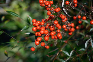 クリスマスに似合うヒイラギの実