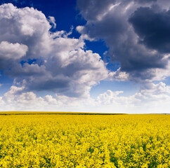 Obraz premium field