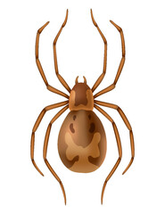 Spider. Dangerous wild insect symbol. Spooky, scary, horror design element. Use for printing, banner drawing or print pattern. Hand drawn top view icon isolated on white background