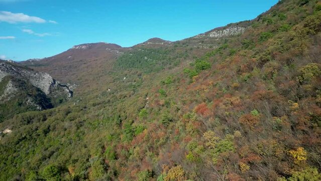 Aerial view of the forest from a drone