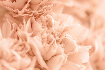 Close-up of peach carnation flower. Abstract nature background. 