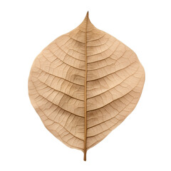 Beige Dried leaf isolated on transparent background