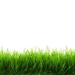 Fototapeta premium Grass isolated on transparent background