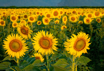 Obraz premium Sunflowers at khao chin lae in sunlight with winter sky and white clouds Agriculture sunflower field