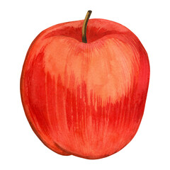 Watercolor illustration. Ripe red apple hand drawn in watercolor on a transparent background. Suitable for printing on fabric and paper, for kitchens, textiles. cards and invitations.