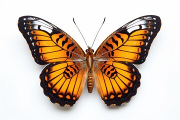 Fototapeta premium A large orange butterfly on a white background