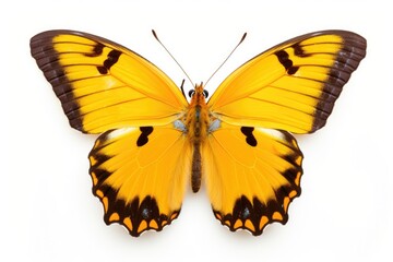 Fototapeta premium A yellow and black butterfly on a white background