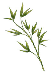 Bamboo branch drawn with pencils