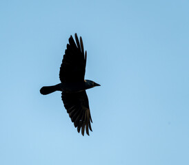vol de choucas, oiseau noir aux yeux bleu