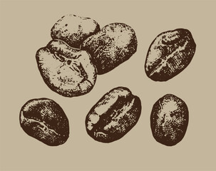 Coffee beans. Realistic hand drawing.