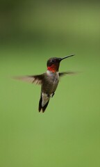 hummingbird in flight