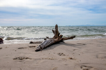 Fototapeta na wymiar Tree stump on the sandy beach By the sea on a clear day In the sun and sea waves