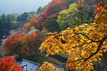 Hasedera Temple and Beautiful Autumn Japanese Garden in Nara, Japan - 日本 奈良 長谷寺...
