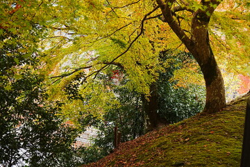 Hasedera Temple and Beautiful Autumn Japanese Garden in Nara, Japan - 日本 奈良 長谷寺 秋の紅葉