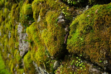 Hasedera Temple in Nara, Japan - 日本 奈良 長谷寺