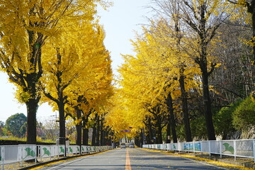 Yellow and Green Gingko Tree during autumn, Leaf Peeping, Autumn in Nara, Japan - 日本 奈良 天理 銀杏並木の紅葉 秋の景色