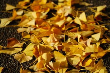 Yellow and Green Gingko Tree during autumn, Leaf Peeping, Autumn in Nara, Japan - 日本 奈良 天理 銀杏並木の紅葉 秋の景色