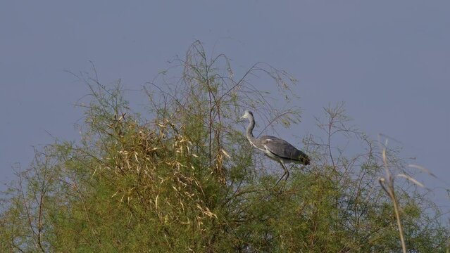 Grey Heron (Ardea cinerea) perching on a Tamarix tree, Sea of Galilee