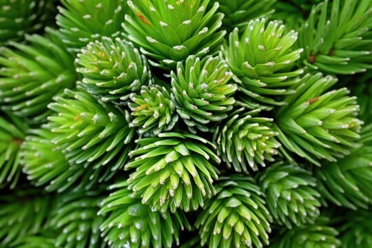 close-up image of a pine needle cluster