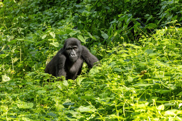 Adult female gorilla, gorilla beringei beringei, sitting in the lush shrubs of the Bwindi Inpenetrable Forest, a World Heritage site. Part of the Muyambi family group. Endangered species.