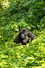 Adult female gorilla, gorilla beringei beringei, sitting in the lush shrubs of the Bwindi Inpenetrable Forest, a World Heritage site. Part of the Muyambi family group. Endangered species.