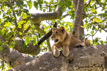 Watchful juvenile lion in a tree. The Ishasha area of Queen Elizabeth National Park is famed for the tree climbing lions, who climb to escape heat and insects, and have a clear vantage point. Uganda
