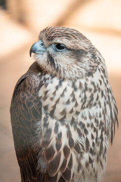 A photo of a bird of prey (eurasian sparrowhawk) in the bird garden.
