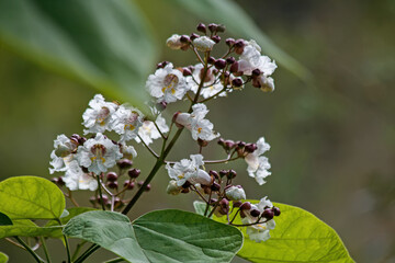 Branch with white flowers