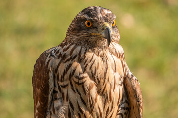 Close up shot of northern goshawk hawks on a sunny day.