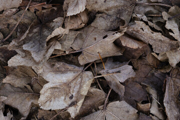 close up of fallen leaves