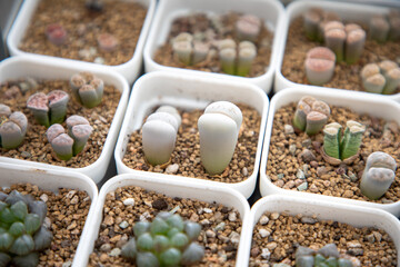 Lithops is a genus of succulent plants native to Africa, mainly in Namibia and South Africa; Class:...